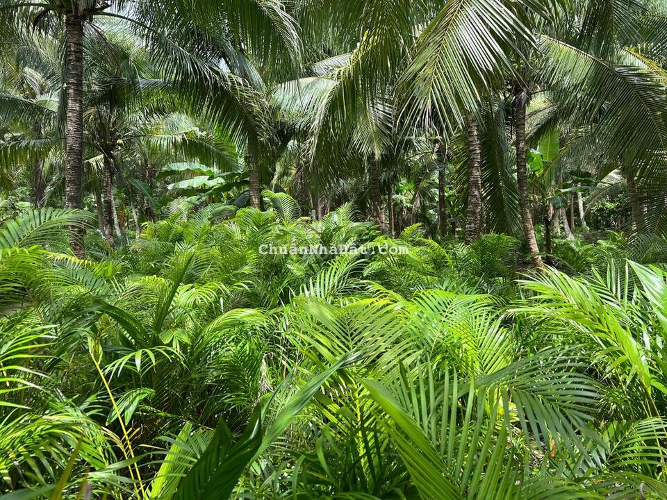 Bán 2225m2 đất vườn có sẵn nhà cấp 4 Thanh Tân, Mỏ Cày Bắc, Bến Tre Bán 2225m2 đất vườn có sẵn nhà cấp 4 Thanh Tân, Mỏ Cày Bắc, Bến Tre