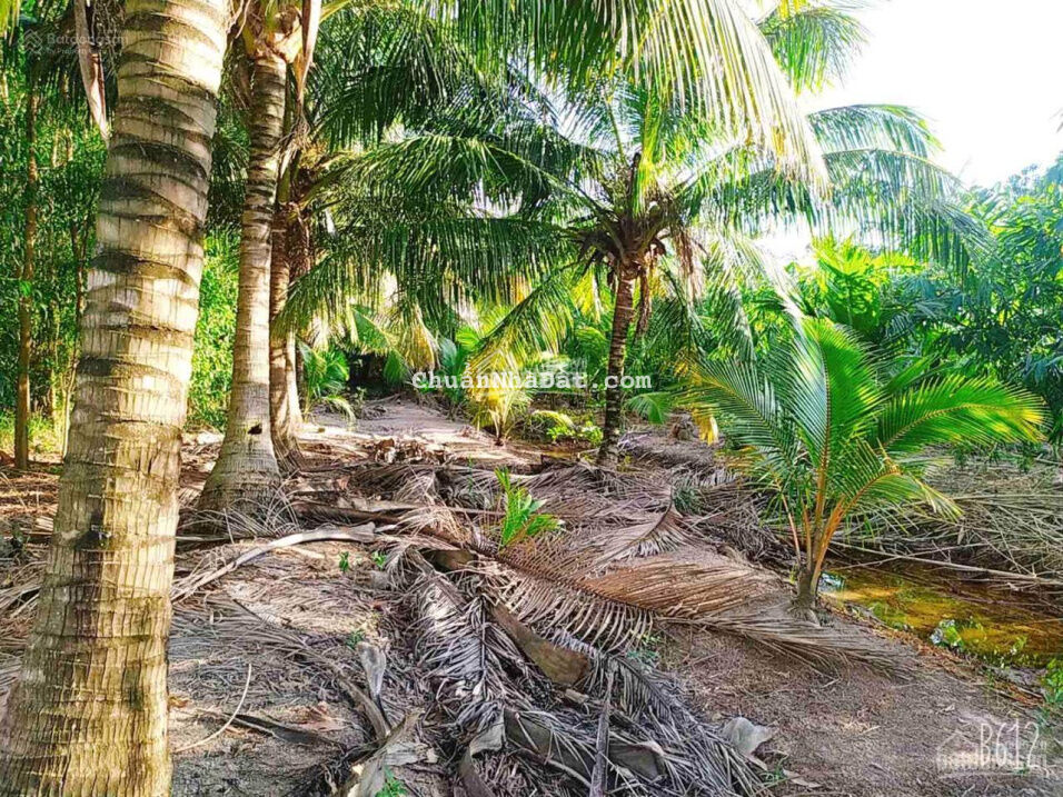 Đất nhà vườn xã Phú Đông, 1tr2/m2 lô 1000m2, view sông lớn thoáng mát, ngay đường dẫn Liên Cảng 40m