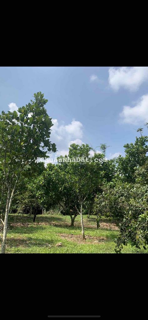 Đất Ngộp Nhơn Trạch,1000m2 giá 1,6 tỷ , sổ sẵn công chứng ngay Đất Ngộp Nhơn Trạch,1000m2 giá 1,6 tỷ , sổ sẵn công chứng ngay