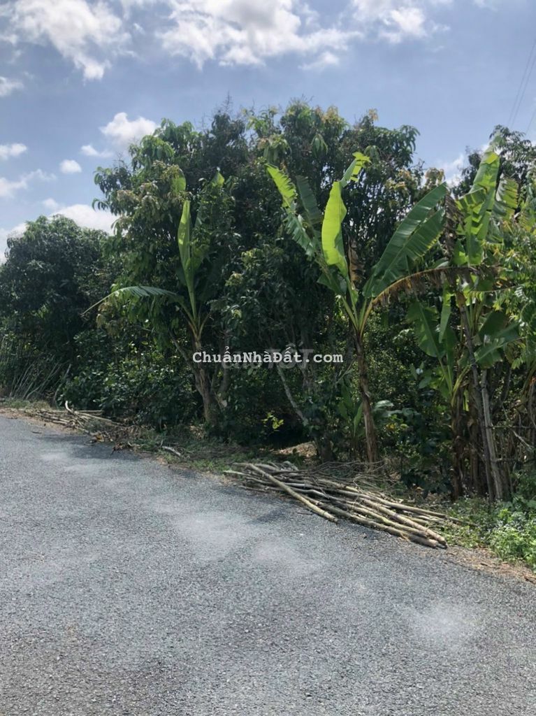 Hàng đầu tư mềm nhất khu vực. Lộ nhựa 8m Hàng đầu tư mềm nhất khu vực. Lộ nhựa 8m