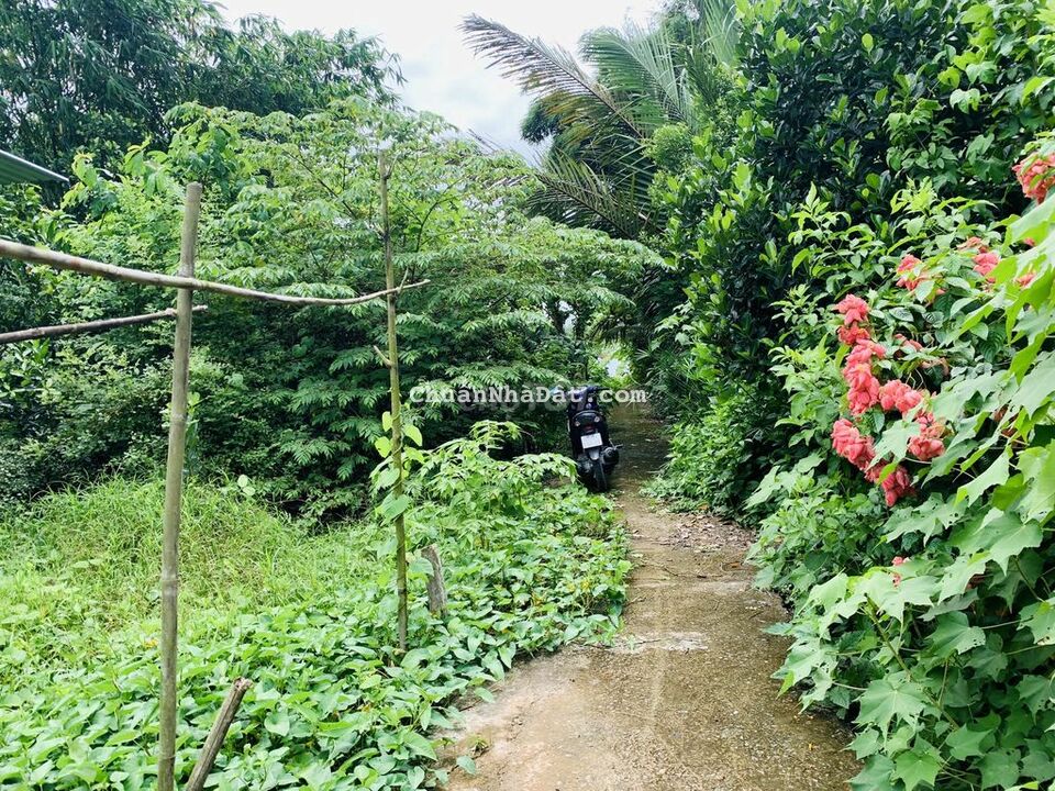 Bán đất 80m2 thổ thuộc Ấp Tân Hòa, Giai Xuân, Phong Điền. Bán đất 80m2 thổ thuộc Ấp Tân Hòa, Giai Xuân, Phong Điền.