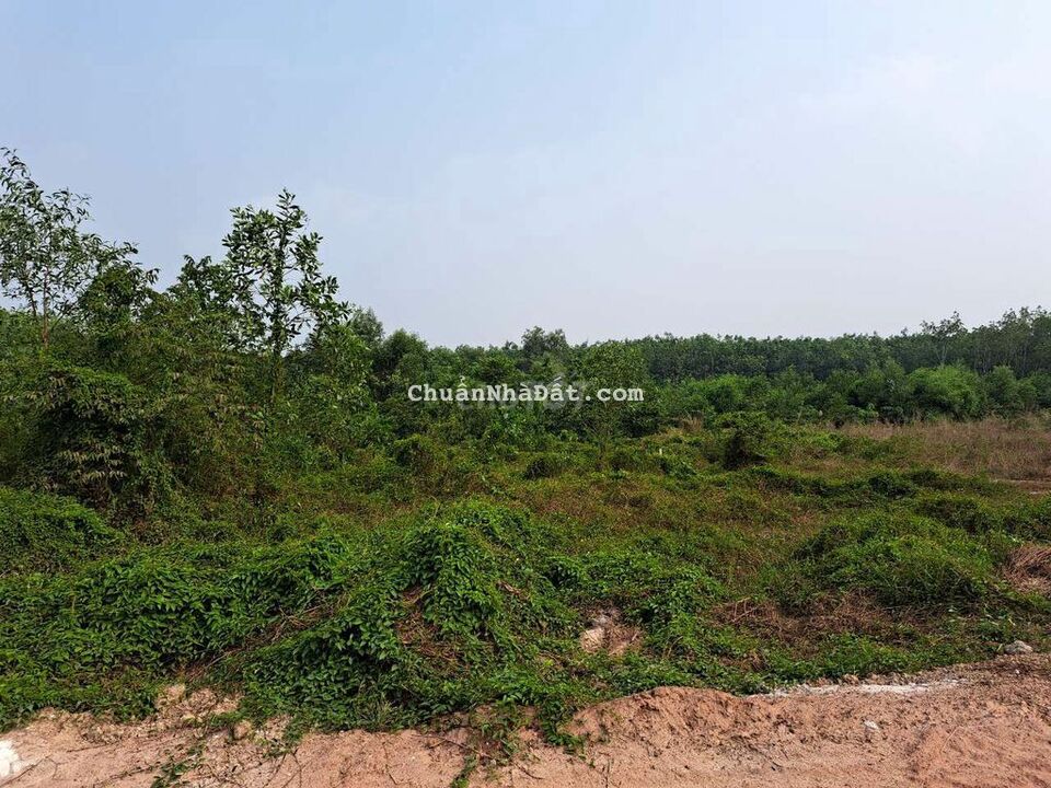 Đất sào đường Tạo Lực xã An Bình Giá 140 triệu/mét ngang