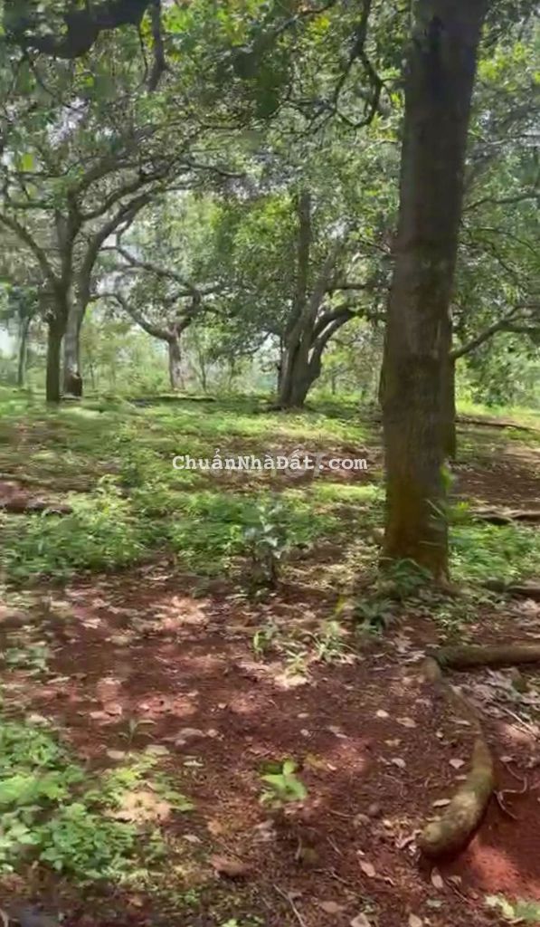 🏜Chỉ 18.5km/m2_RẺ SẬP SÀN_Bán đất sào Bình Phước Giá rẻ 🏜Chỉ 18.5km/m2_RẺ SẬP SÀN_Bán đất sào Bình Phước Giá rẻ