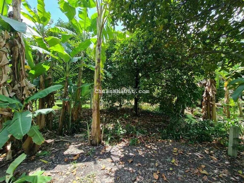 BÁN GẤP MT AN SƠN 01: 280m tc 100