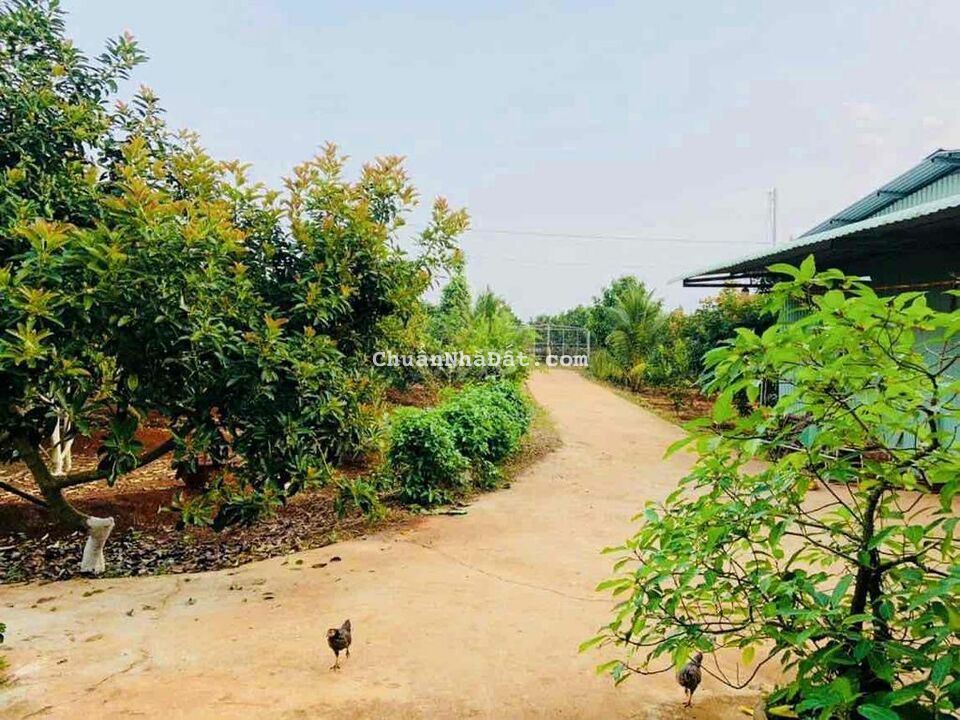 BÁN ĐẤT SAO QUANH SUỐI 200 thổ NGAY LONG KHÁNH