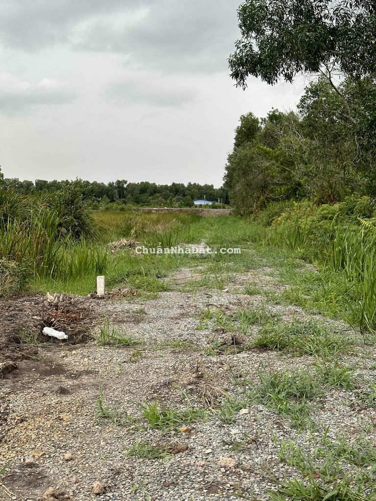 Bán đất vườn 1000m2 xã Tân Thành, huyện Thủ Thừa, Long An siêu đẹp