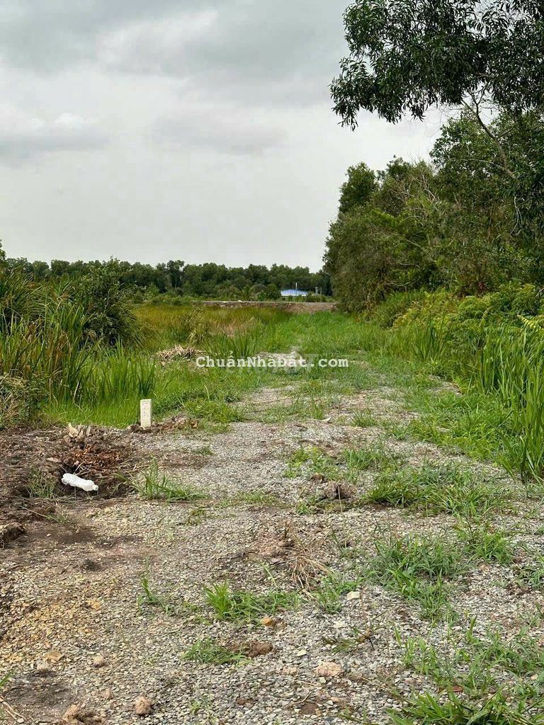 Bán đất vườn 1000m2 Tân Thành, Thủ Thừa, Long An
