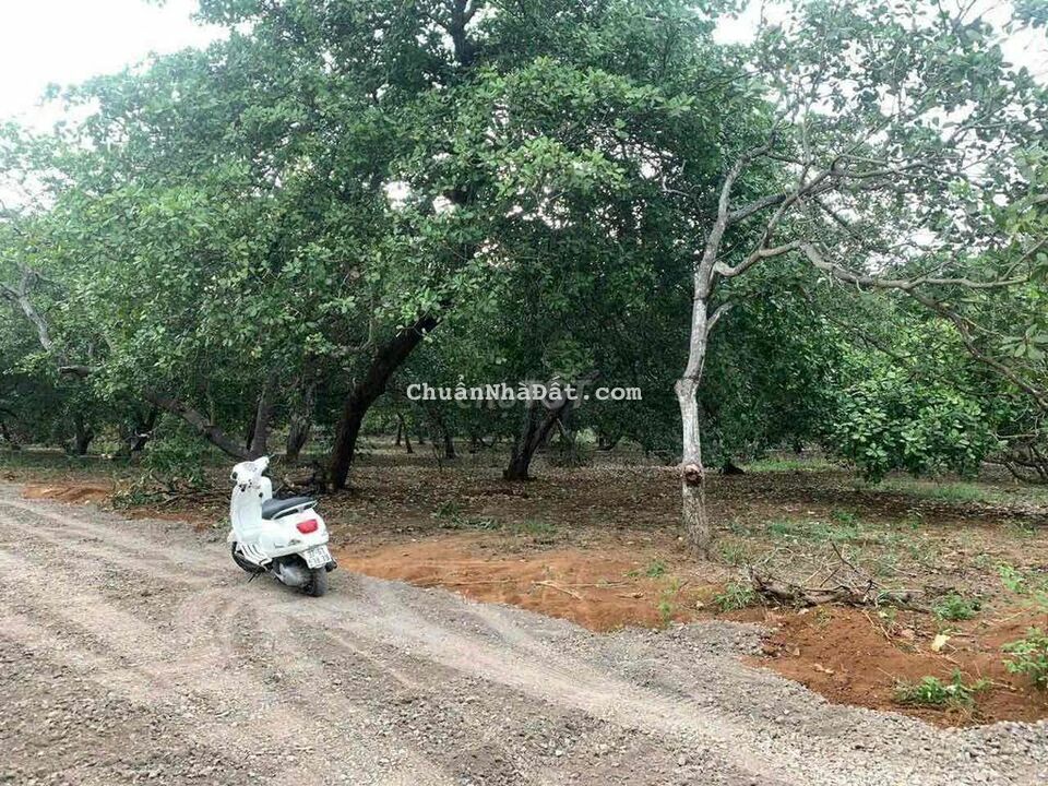 Hàng Ngộp Hơn 700tr/Sào Đông Hoà Trảng Bom