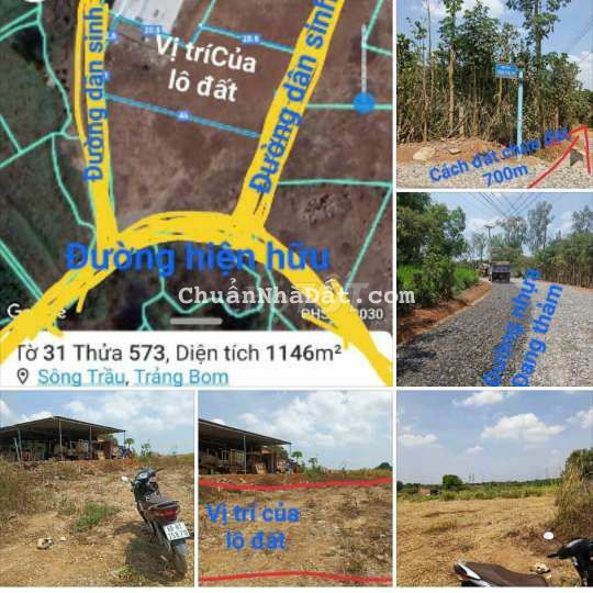 1146m2 SHR cay lâu năm ap1 sông trầu chỉ 890tr