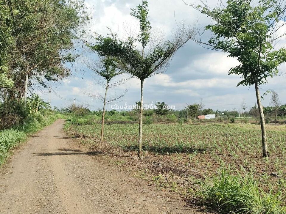 Bán lỗ 2 lô đất Sông Trầu Trảng Bom chỉ hơn 1trăm triệu Bán lỗ 2 lô đất Sông Trầu Trảng Bom chỉ hơn 1trăm triệu