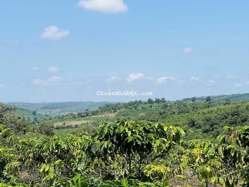 Cần tiền bán lỗ 4 sào đất có thổ thôn Đak MRe đang trồng cà phê