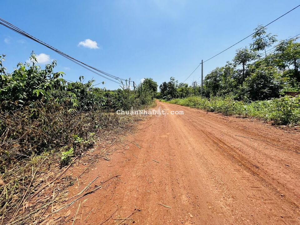 Cần tiền bán lỗ 4 sào đất có thổ thôn Đak MRe đang trồng cà phê