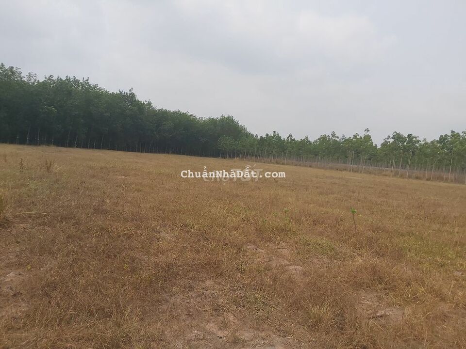 ĐẤT MẪU CÓ THỔ, MT DT793 TẶNG NHÀ CẤP 4, TÂN BIÊN