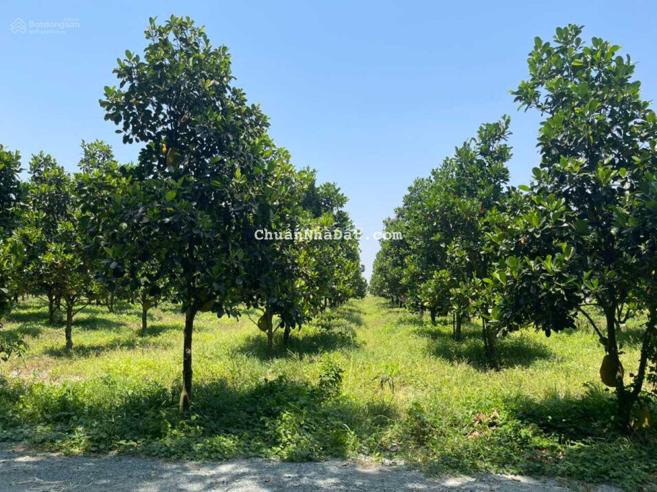 Cắt lỗ đáo hạn ngân hàng cần bán gấp lô vườn mít Tân Châu Tây Ninh, 1068m2, sổ riêng