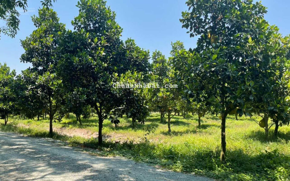 Cắt lỗ đáo hạn ngân hàng cần bán gấp lô vườn mít Tân Châu Tây Ninh, 1068m2, sổ riêng