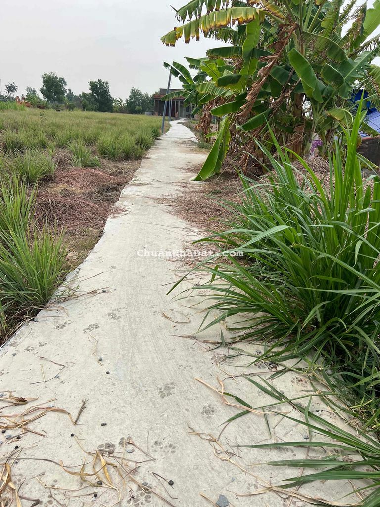 Đất Vườn 500m2 Giá 195tr Xã Phú Thạnh