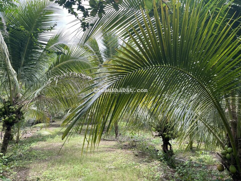 Đất 20 x 50 MT Phú Xuân  Núi Tượng - Huyện Tân Phú Chính chủ SHR