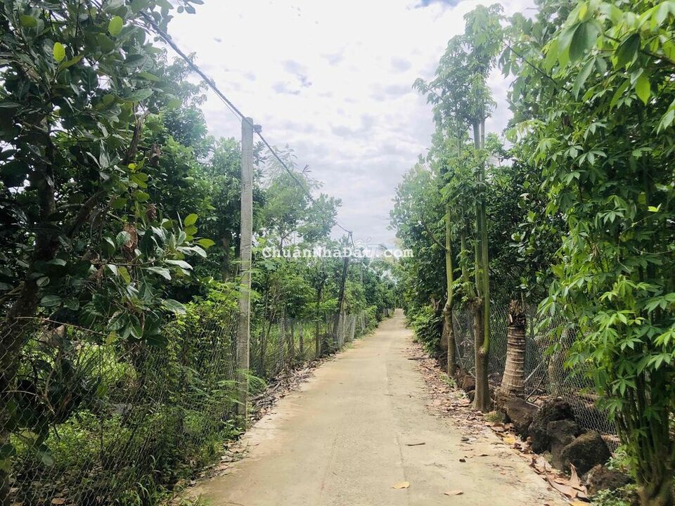 Vườn bưởi, mít 1.2 sào giảm sốc 300tr chỉ còn 650tr cách nhựa 600m