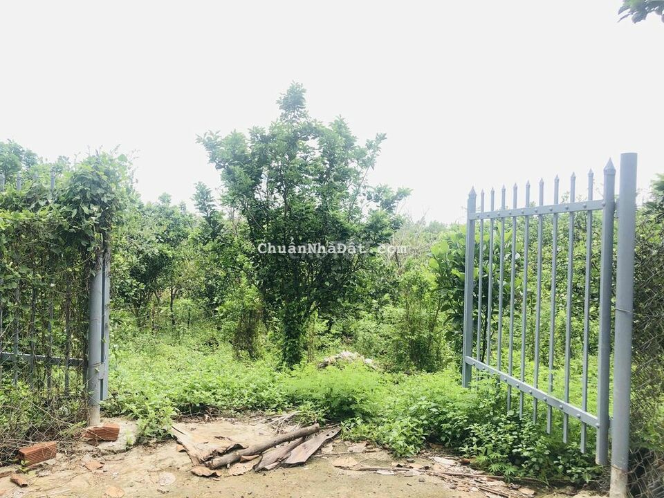 Vườn bưởi, mít 1.2 sào giảm sốc 300tr chỉ còn 650tr cách nhựa 600m