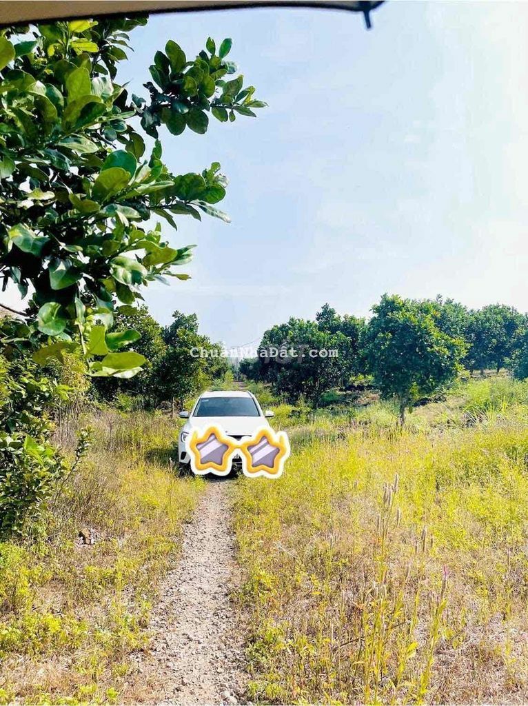 xả lỗ 300 triệu so với giá mua bán gấp 3.000m2 tại Tân Phú Đồng Nai