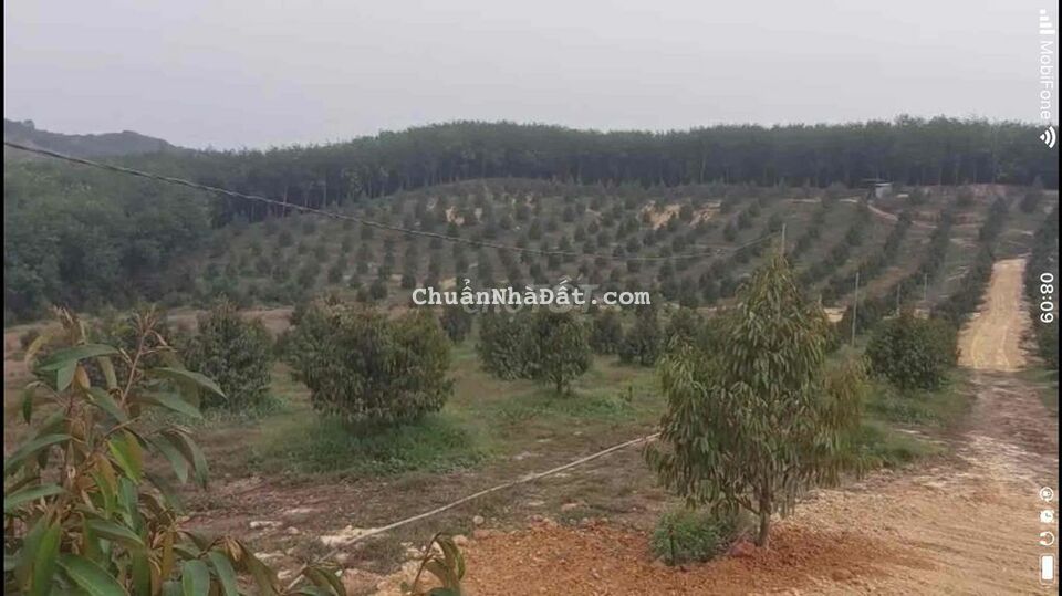 Bán 3,6 hecta đất trồng 700 gốc sầu riêng năm sau thu tại Tân Phú - ĐN