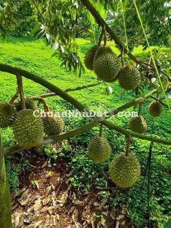 Bán 3,6 hecta đất trồng 700 gốc sầu riêng năm sau thu tại Tân Phú - ĐN