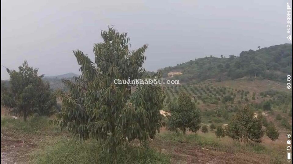 Bán 3,6 hecta đất trồng 700 gốc sầu riêng năm sau thu tại Tân Phú - ĐN