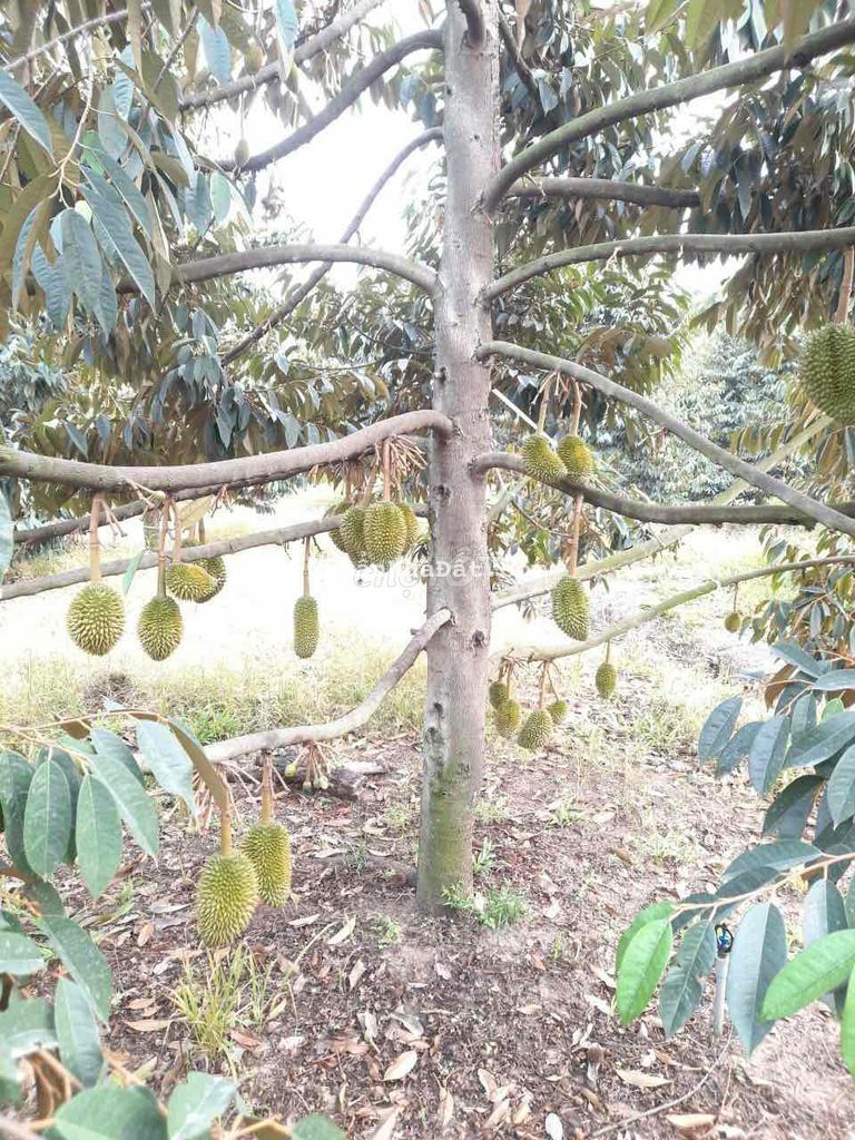 Bán 1 hecta đất mặt tiền sông Đồng Nai có nhà nghỉ dưỡng full sầu