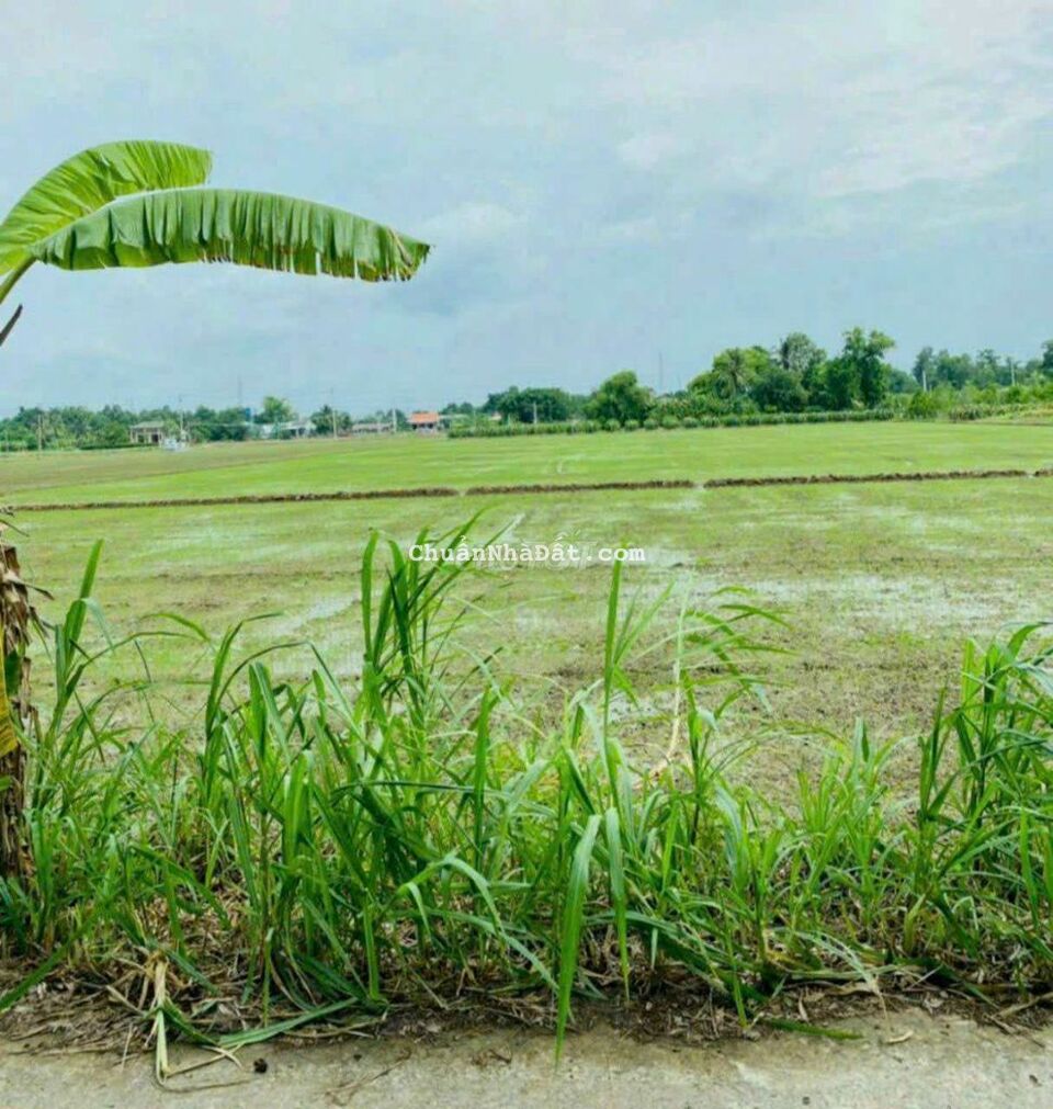 Đất thổ cư F0 - 5x26m giá 469tr ở Bình Tịnh - Tân Trụ Đất thổ cư F0 - 5x26m giá 469tr ở Bình Tịnh - Tân Trụ