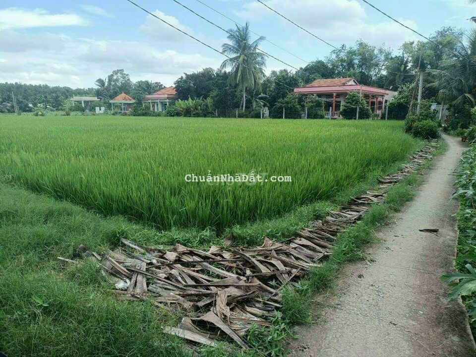 2300m2 đất lúa 3 mặt tiền, kdc bình trinh, Tân Trụ, 1.1 tỷ