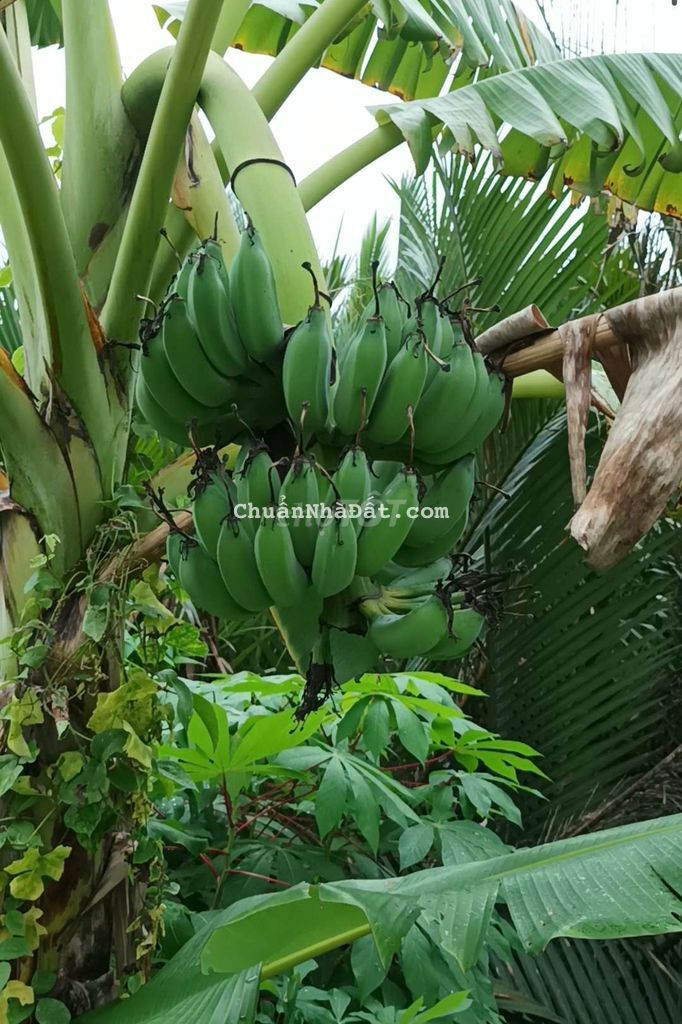 Ngang 34 x 72m đường ôtô Ngang 34 x 72m đường ôtô