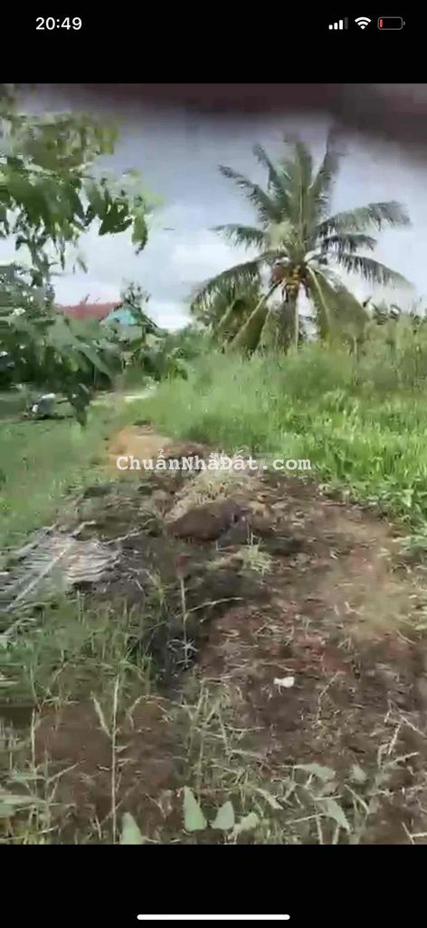 ❤️3337,7M ĐẤT CLN XÃ BÌNH TRINH ĐÔNG, TÂN TRỤ, LONG AN CHỈ 1,5 TỶ ❤️3337,7M ĐẤT CLN XÃ BÌNH TRINH ĐÔNG, TÂN TRỤ, LONG AN CHỈ 1,5 TỶ