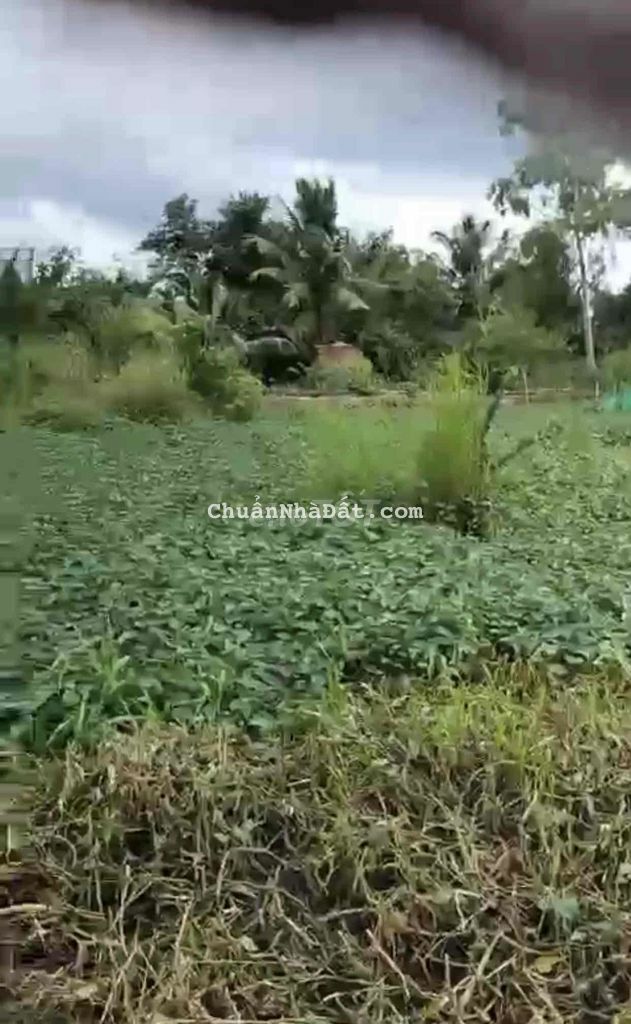 ❤️3337,7M ĐẤT CLN XÃ BÌNH TRINH ĐÔNG, TÂN TRỤ, LONG AN CHỈ 1,5 TỶ ❤️3337,7M ĐẤT CLN XÃ BÌNH TRINH ĐÔNG, TÂN TRỤ, LONG AN CHỈ 1,5 TỶ