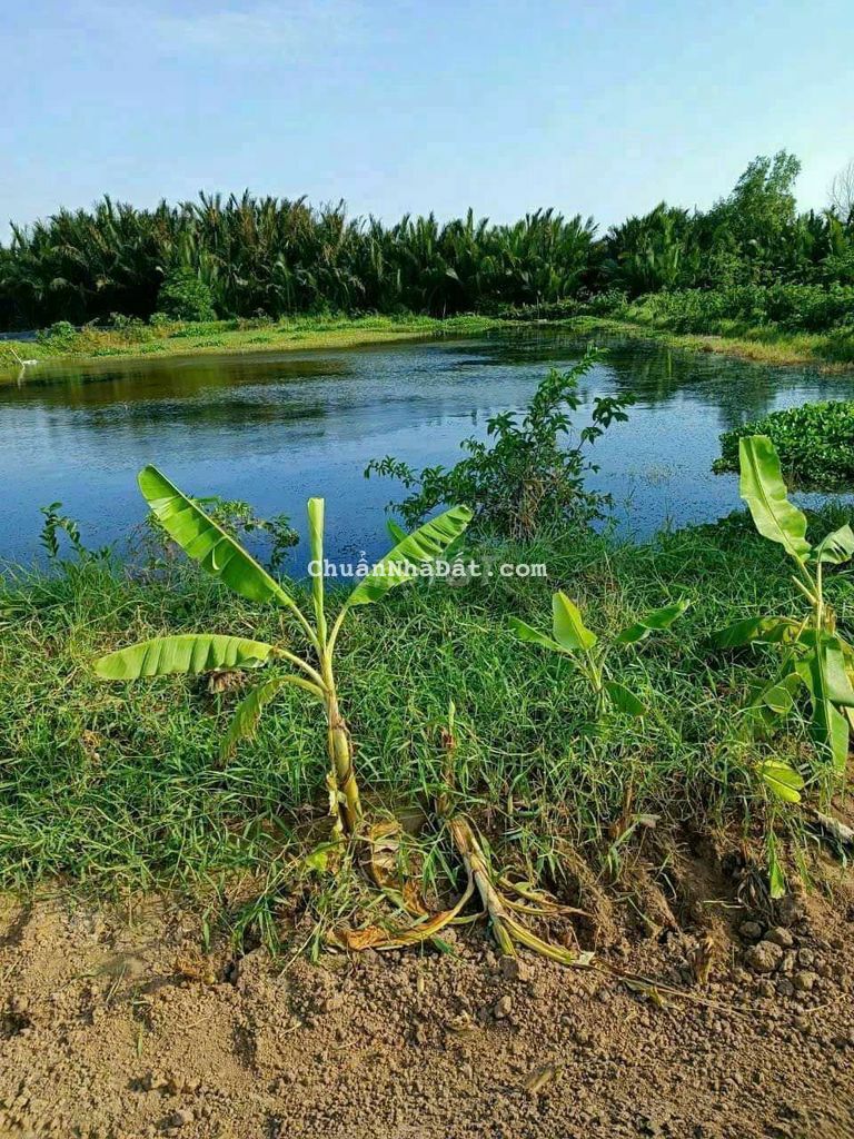 5.500m2 đất mặt tiền Sông Vàm Cỏ Tây 70 x 80m 5.500m2 đất mặt tiền Sông Vàm Cỏ Tây 70 x 80m