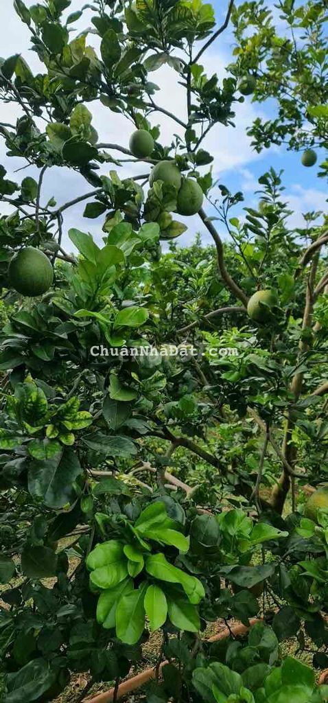 Vườn bưởi nghỉ dưỡng cực chill 1000m2 cắt lỗ ngay 500tr