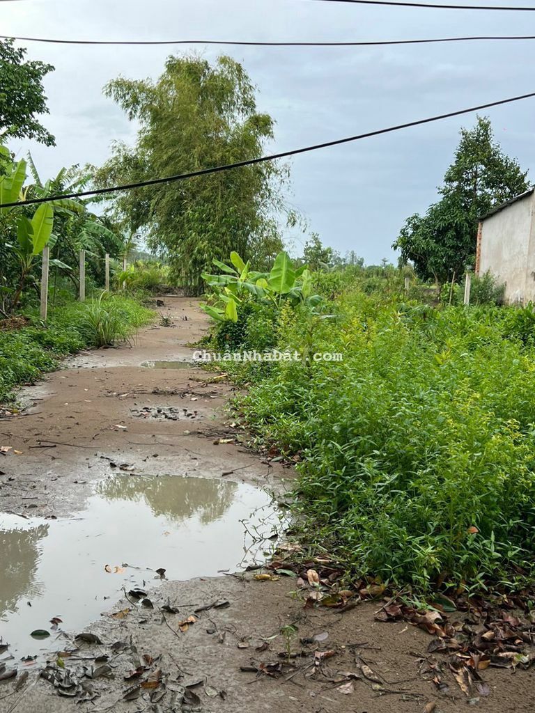 500m2 mặt tiền lộ nhựa, Vị Thuỷ, Hậu Giang