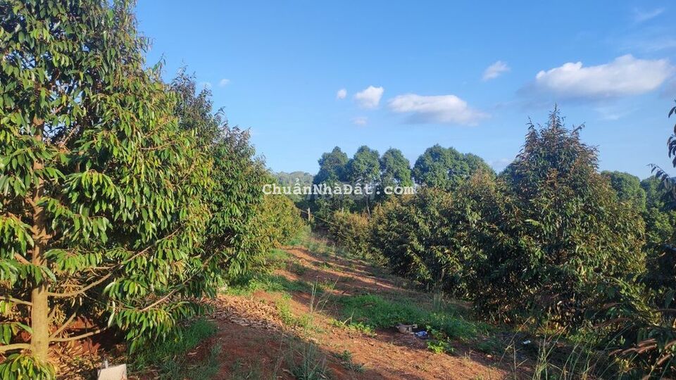 Bán gấp 3,6 sào Xuân Thọ gần DT763 chỉ 1,5 tỷ