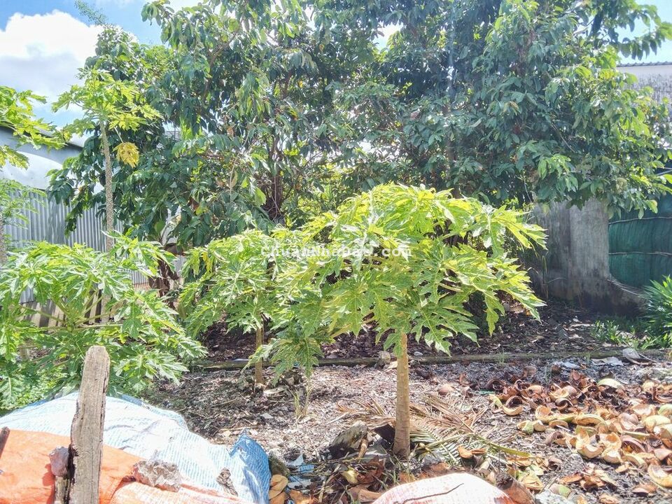 Đất 10x20 thổ cư 100% thực tế 10x25 Tái Định Cư KCN Trà Nóc Đất 10x20 thổ cư 100% thực tế 10x25 Tái Định Cư KCN Trà Nóc