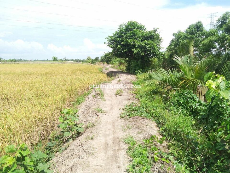 Đất 10x40 hẻm Tỉnh Lộ 922 Mới Trường Lạc Ô Môn Đất 10x40 hẻm Tỉnh Lộ 922 Mới Trường Lạc Ô Môn