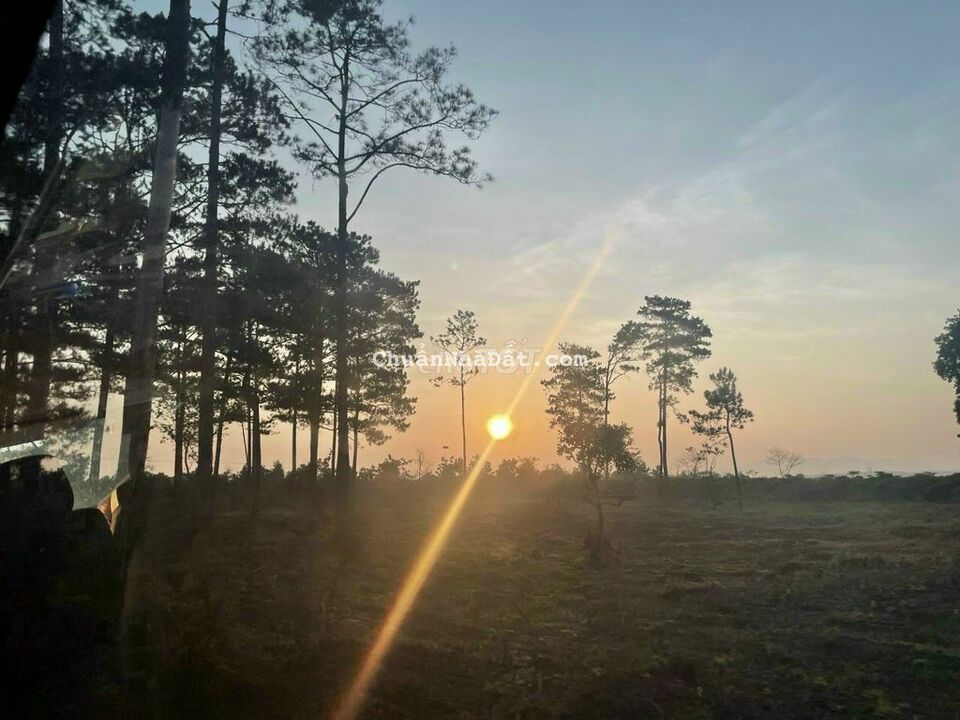 Đất view rừng thông 1200m2 có 200m2 thổ cư