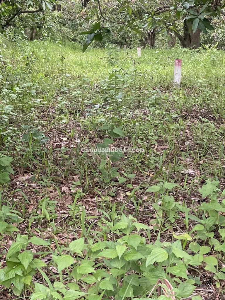 bán 1010m2 có 10m mặt tiền đường nhựa,đất nằm khu dân cư,giá đàu tư