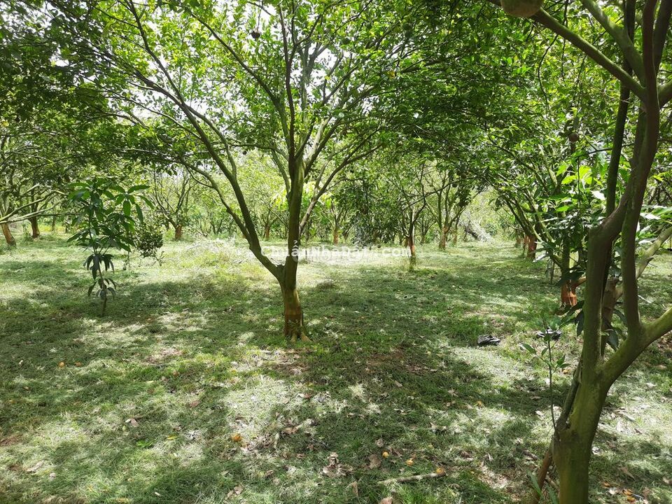 Cạnh nút giao cao tốc Dầu Giây Liên Khương - Phú Túc - ngang 25m.