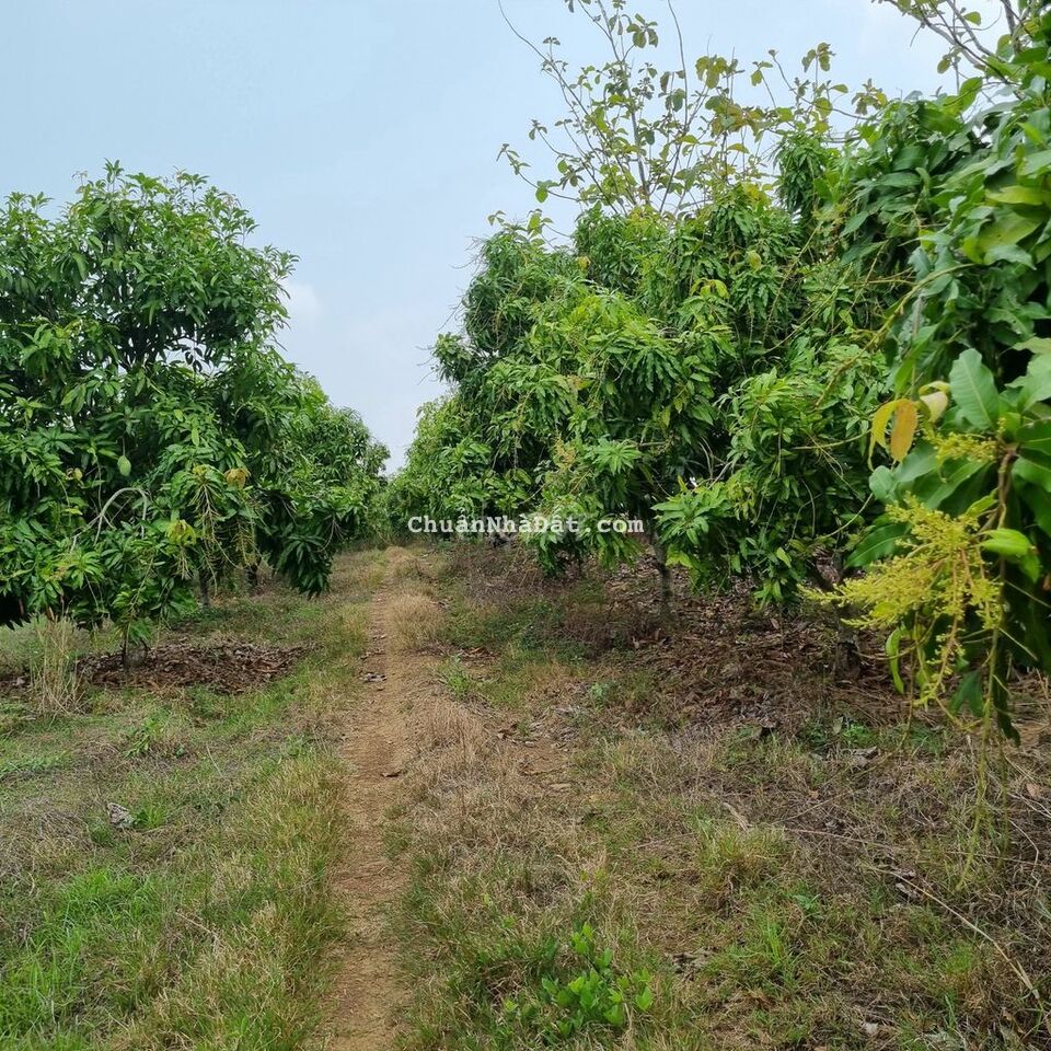 BÁN VƯỜN XOÀI KEO 11,428M2 CÁCH QUỐC LỘ 20 CHỈ 2KM  CHỈ 3TY7