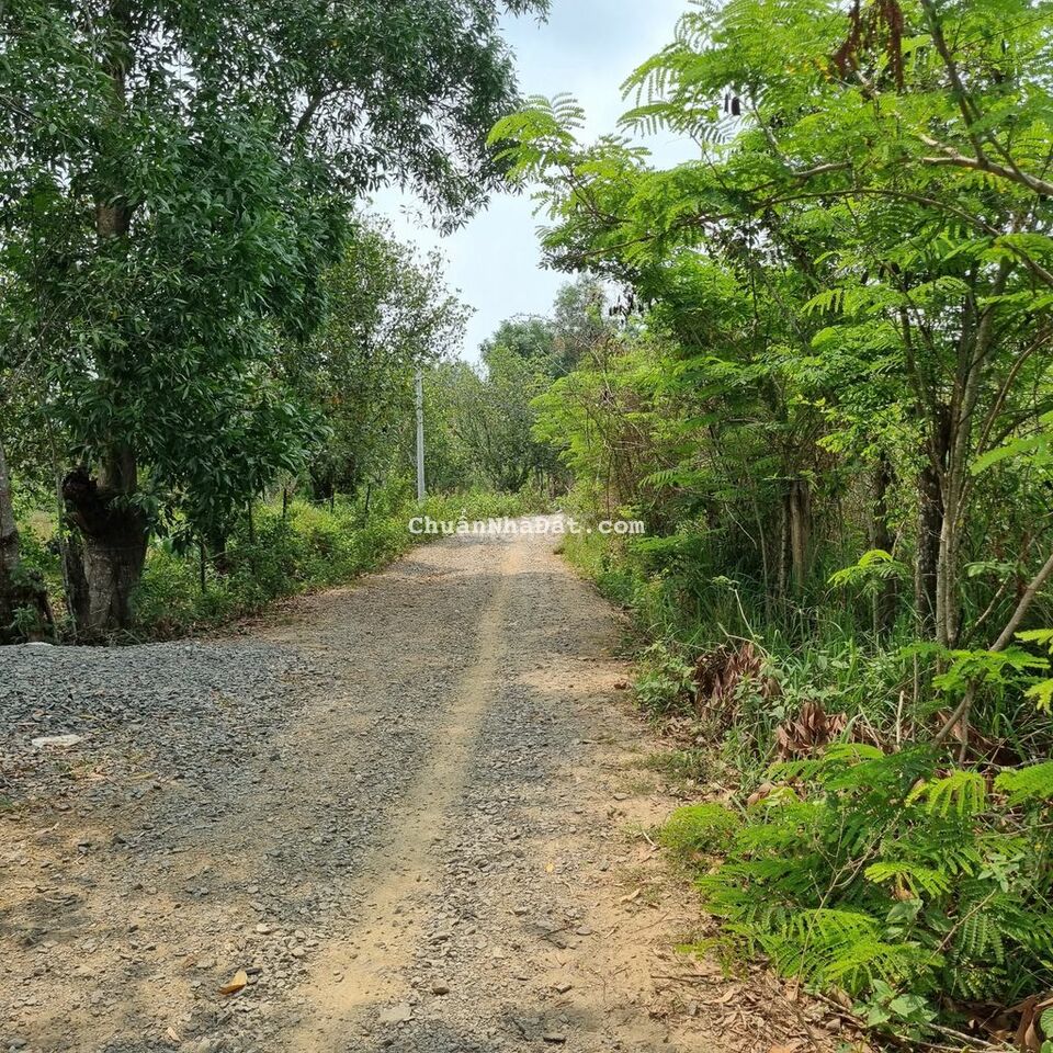 BÁN VƯỜN XOÀI KEO 11,428M2 CÁCH QUỐC LỘ 20 CHỈ 2KM  CHỈ 3TY7