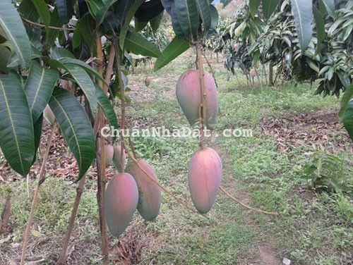 CÔ CHÚ LỚN TUỔI CẦN BÁN GẤP VƯỜN GẦN QUỐC LỘ 2O 13,000M2 CHỈ 2TY450