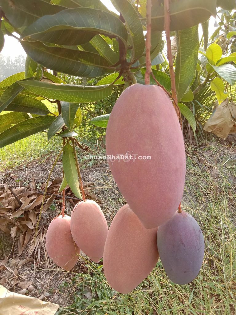 CÔ CHÚ LỚN TUỔI CẦN BÁN GẤP VƯỜN GẦN QUỐC LỘ 2O 13,000M2 CHỈ 2TY450