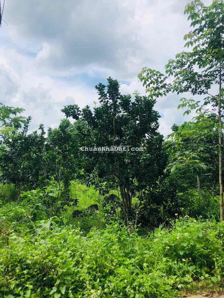 Nền full thổ cư 5x30 sổ Hồng, cách đường nhựa chỉ50m 500tr trọn sổ