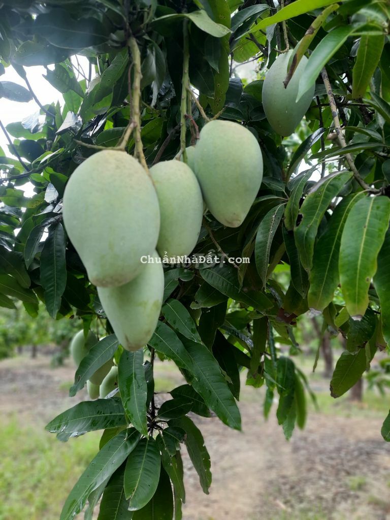 ĐẤT VƯỜN CÓ THỔ CƯ 3500m2 CÓ SẴN 100m2 THỔ CƯ CÁCH QL20 1KM CHỈ 1TỶ3