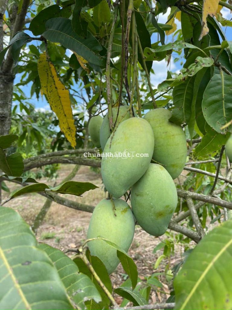 ĐẤT VƯỜN CÓ THỔ CƯ 3500m2 CÓ SẴN 100m2 THỔ CƯ CÁCH QL20 1KM CHỈ 1TỶ3