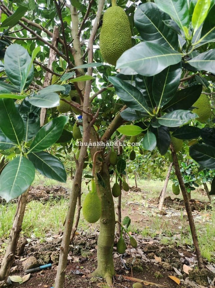 50,000M2(5HA) VƯỜN (SẦU RIÊNG+MÍT+BƠ...) 3TY6/HA